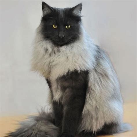 gato maine coon comprar