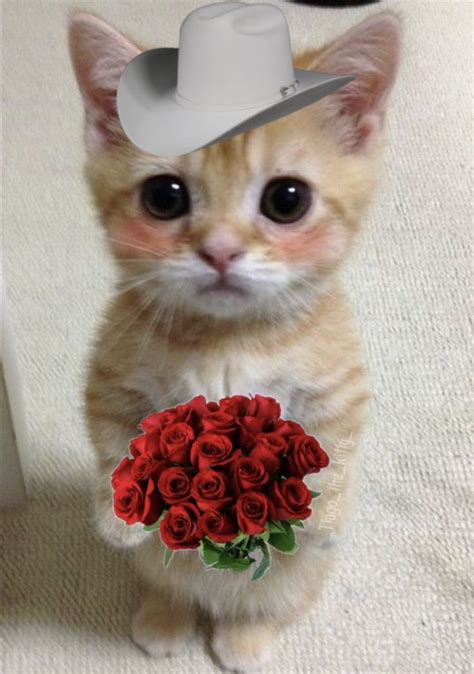 ℓυηα мι αηgєℓ ♡ Am i cute, Cat photo, Cats