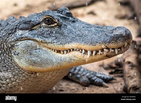 Discover the Mysterious World of Gator Teeth