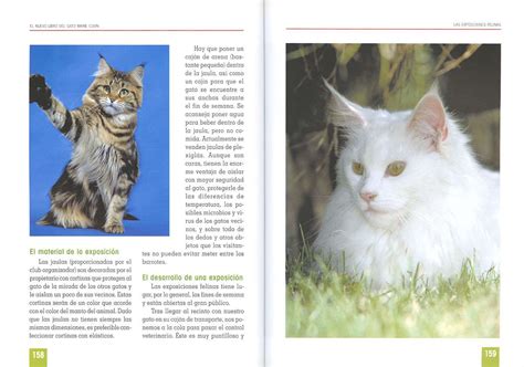 gatos maine coon libro en espanol