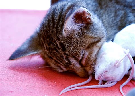 gatto che gioca col topo