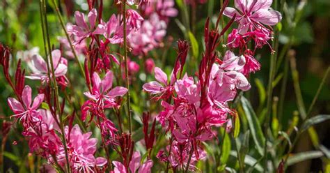 Gaura Plant: A Stunning Garden Flower For 2023