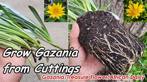 gazania cuttings propagation in uk