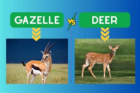 Gazelle Vs Deer