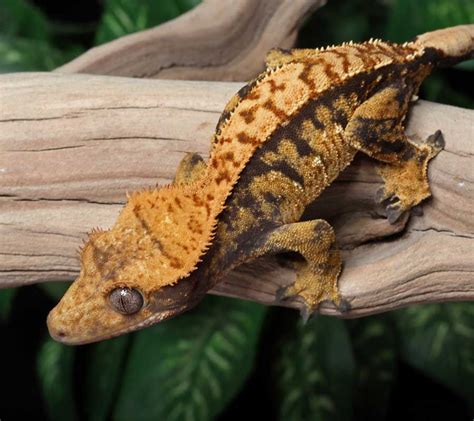 Gecko à crête Exotique jungle
