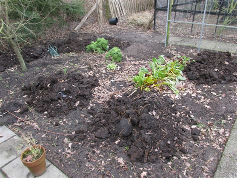 Gedroogd Koemest In Moestuin