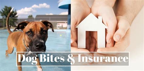 geico renters insurance dog bites