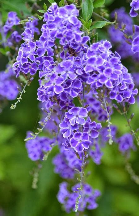 geisha girl plant australia