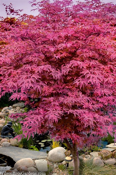 geisha gone wild japanese maple tree