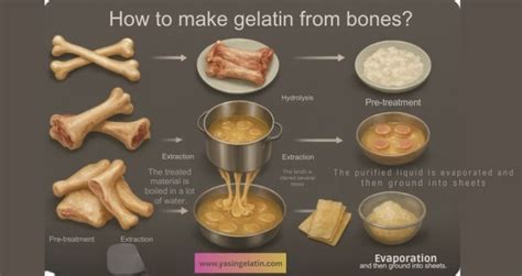 Gelatin Effects On Bones