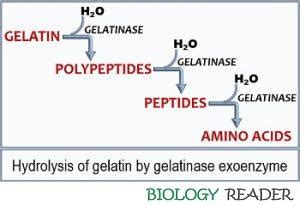 Gelatin Hydrolysis Test Steps