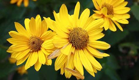 Gelbe Gartenblumen stockbild. Bild von feld, blüte, grün - 162914427