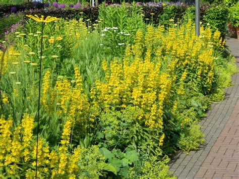 Gele Vaste Borderplanten