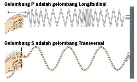 Perbedaan Mendasar Antara Gelombang Transversal dan Gelombang Longitudinal