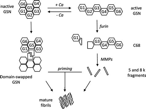 Gelsolin Protein Aggregation