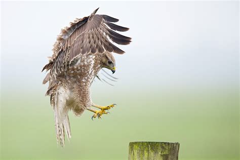 geluid van een buizerd