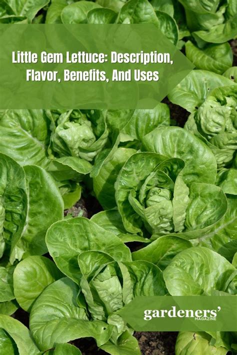 Gem Lettuce Description