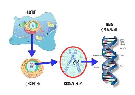 Gen Nedir? Gen Hakkında Genel Bilgiler