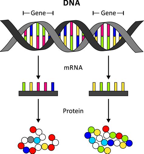 Gen DNA RNA: Menjelajahi Molekul Kehidupan