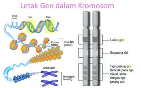 MATERI GEN, KROMOSOM, DNA, RNA YouTube