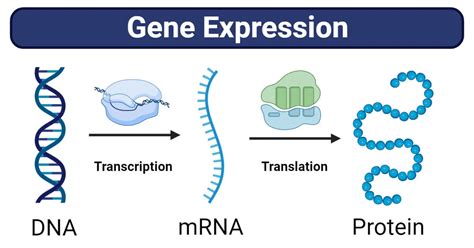 Gene Expression Definition Simple