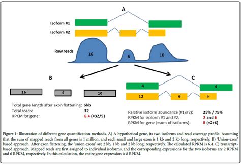 Gene Expression Quantification