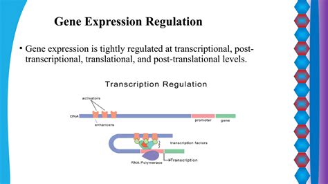 Gene Expression Slideshare
