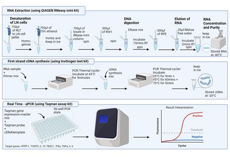 Gene Expression Using Real Time Pcr