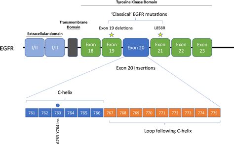 gene mutation egfr with exon 20 insertion