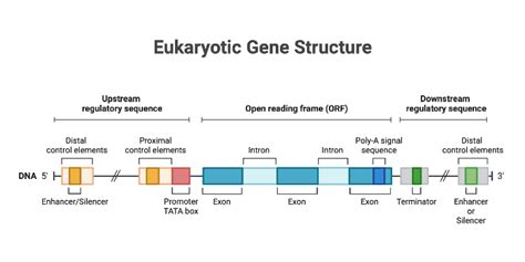 What Defines Your Gene Of Structure And Why It Matters