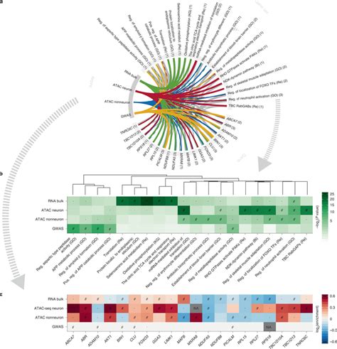 Gene Set Visualization