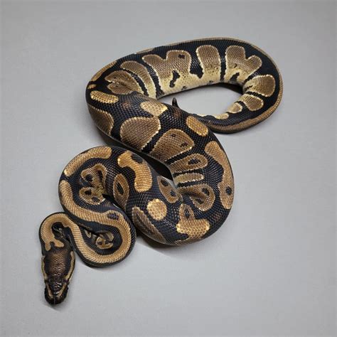 Gene X Ball Python