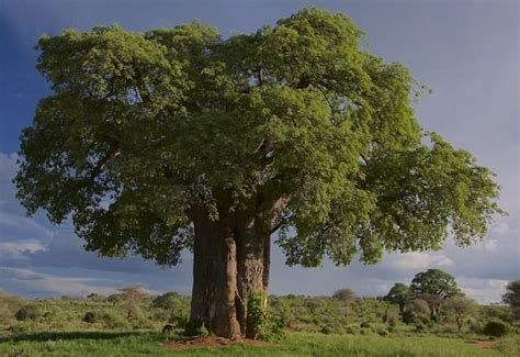 Genero Al Que Pertenece El Arbol Baobab otto