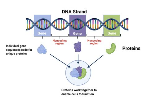 Checking If Genes Composed Of Amino Acids