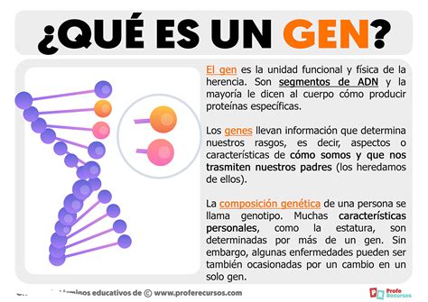 Descubre Qué Son Las Genes Y Su Función Real