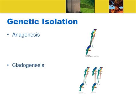 Genetic Isolation Examples Brainly