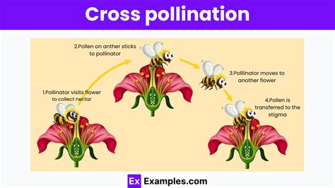 Genetic Variation Secrets of Cross Pollination