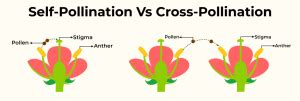 Genetic Variation in Self-Pollination: A Curious Discovery