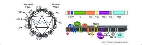 genome of dengue virus
