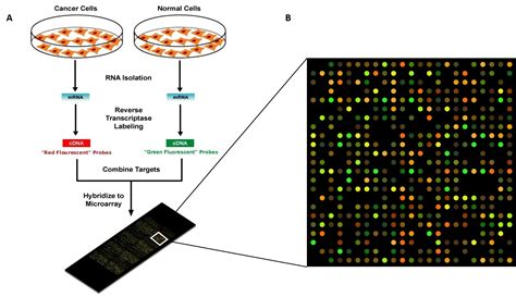 Genomic Microarray Analysis Labcorp