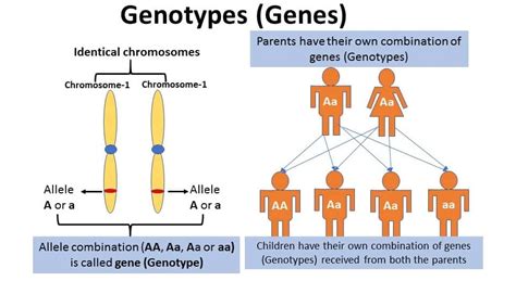 Genotype Classification Is An Example Of What Type Of Variable