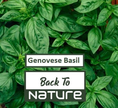 Organic Genovese Basil Seeds for Microgreens & Herbs Home Microgreens