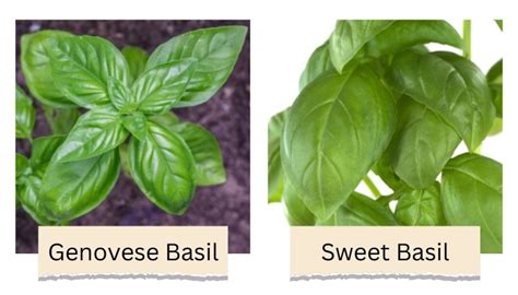 Genovese Basil Difference