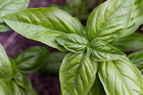 Genovese Basil Image