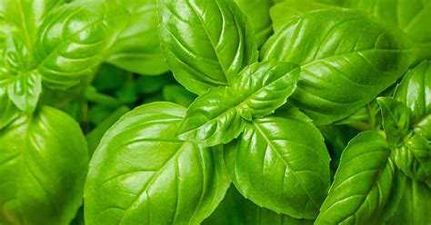 Genovese Basil When To Pick