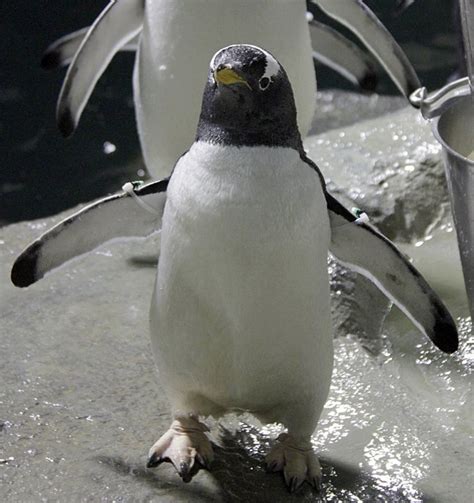 gentoo penguin central park zoo