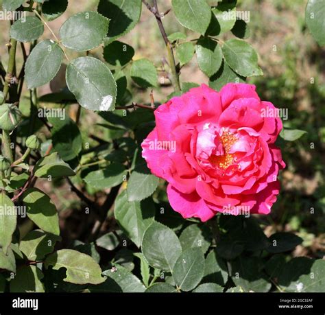 Genus Rosa High Resolution Stock Photography and Images Alamy