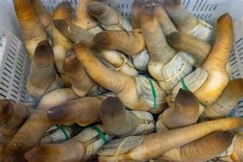 Geoduck Price