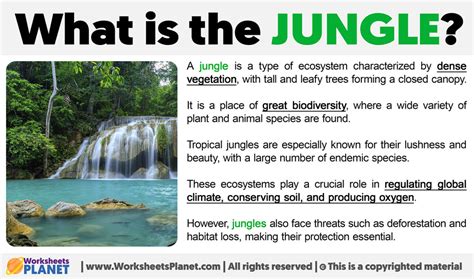 Geography Jungle Definition