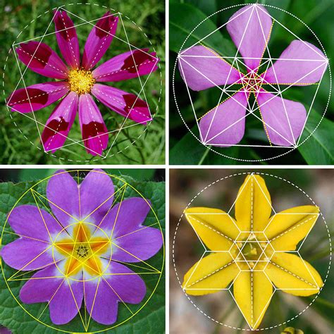 geometrical shapes in nature